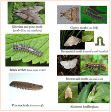 โหลดรูปภาพลงในเครื่องมือใช้ดูของ Gallery WOMA โวมา ชีวภัณฑ์ กำจัด ศัตรูพืช (100-1000 g.)