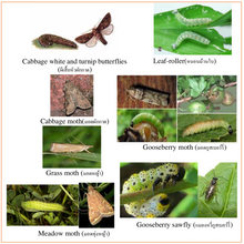 โหลดรูปภาพลงในเครื่องมือใช้ดูของ Gallery WOMA โวมา ชีวภัณฑ์ กำจัด ศัตรูพืช (100-1000 g.)