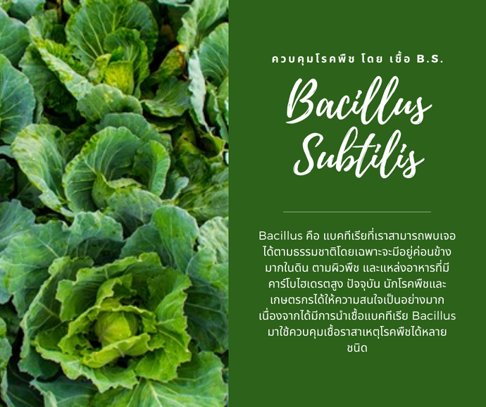 Bacillus Subtilis